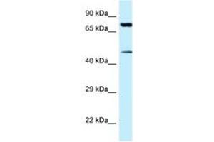 Image no. 1 for anti-Cadherin-Like 22 (CDH22) (AA 111-160) antibody (ABIN6747765) (CDH22 antibody  (AA 111-160))