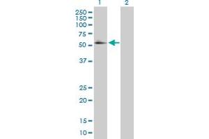 Western Blot analysis of RXRA expression in transfected 293T cell line by RXRA MaxPab polyclonal antibody. (Retinoid X Receptor alpha antibody  (AA 1-462))
