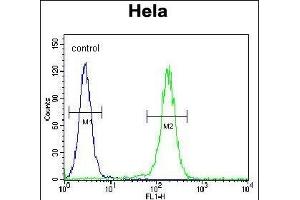 LARS Antibody (N-term) (ABIN655157 and ABIN2844775) flow cytometric analysis of Hela cells (right histogram) compared to a negative control cell (left histogram). (LARS antibody  (N-Term))