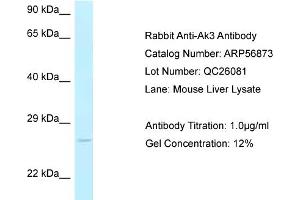 Western Blotting (WB) image for anti-Adenylate Kinase 3 (AK3) (C-Term) antibody (ABIN2786951) (Adenylate Kinase 3 antibody  (C-Term))