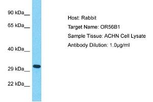 Host: Rabbit Target Name: OR56B1 Sample Type: ACHN Whole Cell lysates Antibody Dilution: 1. (OR56B1 antibody  (Middle Region))