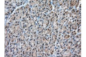 Immunohistochemical staining of paraffin-embedded Human liver tissue using anti-C9orf41 mouse monoclonal antibody. (C9orf41 antibody)