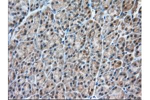 Immunohistochemical staining of paraffin-embedded Human liver tissue using anti-C9orf41 mouse monoclonal antibody. (C9orf41 antibody)