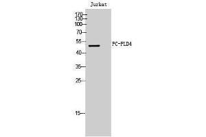 Western Blotting (WB) image for anti-Phospholipase D4 (PLD4) (C-Term) antibody (ABIN3180802) (Phospholipase D4 antibody  (C-Term))