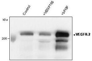 Western blot analysis of immunoprecipitated VEGFR-2/KDR from total lysate of HUVECs using anti-human VEGFR-2 Clone 4 (ABIN155179)