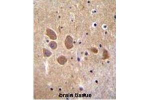 AP1M1 Antibody (Center) immunohistochemistry analysis in formalin fixed and paraffin embedded human brain tissue followed by peroxidase conjugation of the secondary antibody and DAB staining. (AP1M1 antibody  (Middle Region))