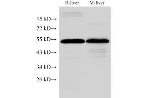 Western Blot analysis of Rat liver and Mouse liver using FGG Polyclonal Antibody at dilution of 1:2000 (FGG antibody)