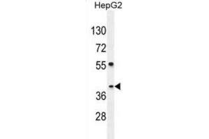 Western Blotting (WB) image for anti-SEC13 Homolog (SEC13) antibody (ABIN2995810) (SEC13 antibody)