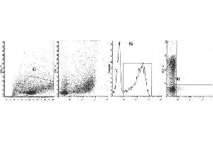 Image no. 1 for anti-CD1a (CD1a) antibody (FITC) (ABIN1106008) (CD1a antibody  (FITC))