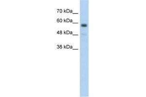 Western Blotting (WB) image for anti-Transmembrane Protein 8B (TMEM8B) antibody (ABIN2462586) (TMEM8B antibody)