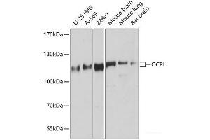 Western blot analysis of extracts of various cell lines using OCRL Polyclonal Antibody at dilution of 1:1000. (OCRL antibody)