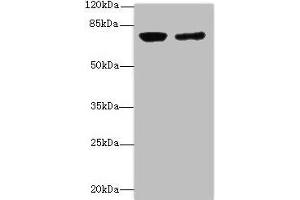 Western blot All lanes: LSS antibody at 0. (LSS antibody  (AA 1-300))