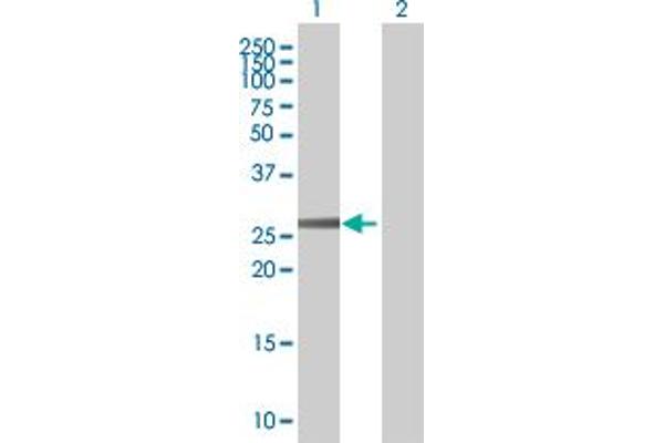 OR2C1 antibody  (AA 1-312)