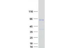 Validation with Western Blot (FAM114A2 Protein (Myc-DYKDDDDK Tag))