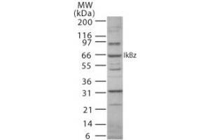 Western blot analysis of IkappaBZeta using antibody at 3 µg/ml in mouse RAW cell lysate (NFKBIZ antibody  (AA 186-199))