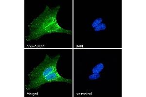 Immunofluorescence (IF) image for anti-ATP-Binding Cassette, Sub-Family A (ABC1), Member 4 (ABCA4) (AA 2250-2263) antibody (ABIN343052)
