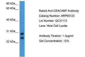 WB Suggested Anti-CEACAM7  Antibody Titration: 0. (CEACAM7 antibody  (C-Term))