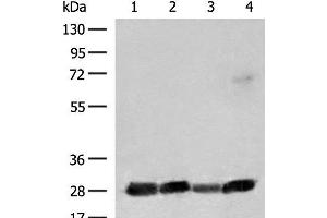 Western blot analysis of 231 K562 Jurkat and Raji cell lysates using CD48 Polyclonal Antibody at dilution of 1:550 (CD48 antibody)