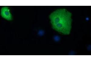 Immunofluorescence (IF) image for anti-Short Chain Dehydrogenase/reductase Family 9C, Member 7 (SDR9C7) antibody (ABIN1500841) (SDR9C7 antibody)