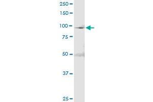 Immunoprecipitation (IP) image for anti-Minichromosome Maintenance Deficient 4 (MCM4) (AA 1-863) antibody (ABIN950014)