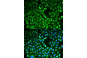 Immunofluorescence (IF) image for anti-CDC5 Cell Division Cycle 5-Like (S. Pombe) (CDC5L) antibody (ABIN1876740)