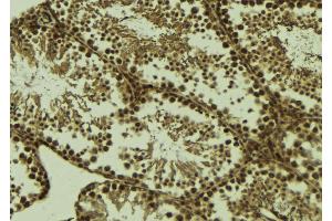 ABIN6273637 at 1/100 staining Mouse testis tissue by IHC-P. (HSPB9 antibody  (C-Term))