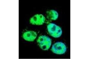 Flow cytometric analysis of Hela cells using PPIC Antibody (Center) Cat. (PPIC antibody  (Middle Region))