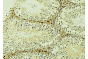 ABIN6268948 at 1/100 staining Mouse testis tissue by IHC-P. (LC3B antibody  (N-Term))