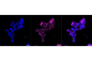 anti-Ran GTPase Activating Protein 1 (RANGAP1) antibody