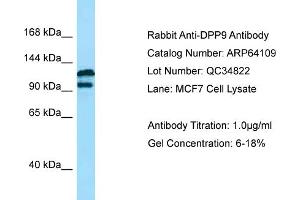 Western Blotting (WB) image for anti-Dipeptidyl-Peptidase 9 (DPP9) (N-Term) antibody (ABIN2789735) (DPP9 antibody  (N-Term))