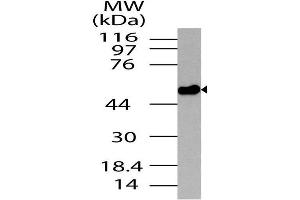 Image no. 1 for anti-Neurotensin Receptor 2 (NTSR2) (AA 100-390) antibody (ABIN5027390) (NTSR2 antibody  (AA 100-390))