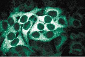 Immunofluorescence staining of HeLa cells (Human cervical epitheloid carcinoma, ATCC CCL-2. (BUB1B antibody  (AA 276-388))