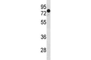 GATAD2A antibody western blot analysis in HeLa lysate (GATAD2A antibody  (AA 1-30))