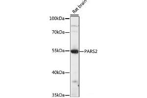 Western blot analysis of extracts of Rat brain using PARS2 Polyclonal Antibody at dilution of 1:1000. (PARS2 antibody)