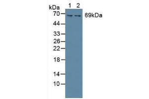 Figure. (SYK antibody  (AA 374-635))