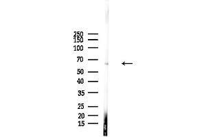 anti-Podocalyxin-Like 2 (PODXL2) (C-Term) antibody