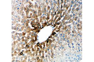 Anti-Cytochrome P450 2E1 antibody, IHC(P) IHC(P): Rat Liver Tissue (CYP2E1 antibody  (N-Term))