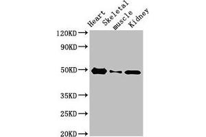 Western Blot Positive WB detected in: Rat heart tissue, Rat skeletal muscle, Mouse kidney tissue All lanes: ATP6V1C2 antibody at 3. (ATP6V1C2 antibody  (AA 190-262))