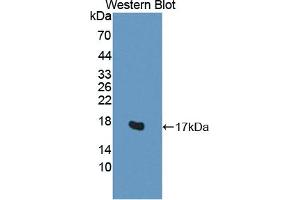 Detection of Recombinant H2AFV, Human using Polyclonal Antibody to H2A Histone Family, Member V (H2AFV) (H2AFV antibody  (AA 3-128))