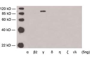 Western blot analysis of recombinant protein of'PKC'soforms usingRabbit Anti-PKCgamma Polyclonal Antibody (ABIN398582) demonstrating the isoform-specificity of this antibody.
