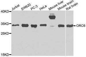 Western blot analysis of extracts of various cell lines, using ORC6 antibody. (ORC6 antibody  (AA 1-252))