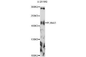 Western blot analysis of extracts of U-251MG cells, using PLXNA3 antibody (ABIN6290798) at 1:1000 dilution.
