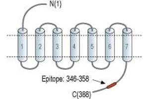 anti-Oxytocin Receptor (OXTR) (AA 346-358), (C-Term), (Intracellular) antibody