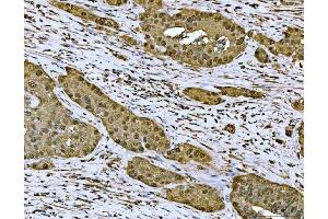 IHC analysis of MAT2A using anti-MAT2A antibody (ABIN7599120). (MAT2A antibody  (AA 1-229))