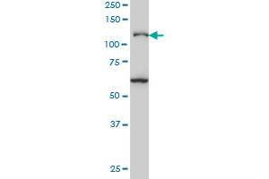 JMY antibody  (AA 535-634)