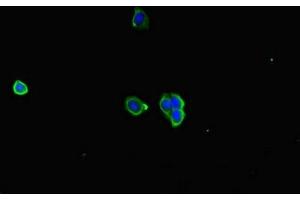 Immunofluorescent analysis of HepG2 cells using ABIN7167005 at dilution of 1:100 and Alexa Fluor 488-congugated AffiniPure Goat Anti-Rabbit IgG(H+L) (KIAA1432 (KIAA1432) (AA 951-1233) antibody)