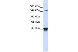 Western Blotting (WB) image for anti-Immunoglobulin Superfamily, Member 9 (IGSF9) antibody (ABIN2459304) (IGSF9 antibody)