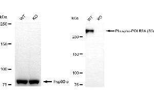 Western blotting analysis using phospho-POLR2A (S5) antibody (ABIN7800261). (Recombinant POLR2A/RPB1 antibody  (pSer5))