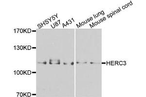 Western blot analysis of extracts of various cells, using HERC3 antibody. (HERC3 antibody)
