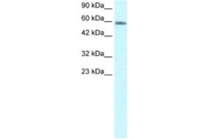 Western Blotting (WB) image for anti-Forkhead Box N3 (FOXN3) antibody (ABIN2460591) (FOXN3 antibody)